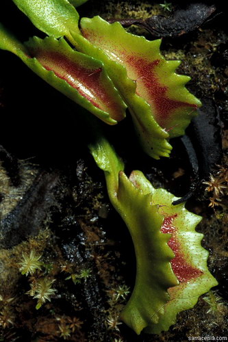 �������� ��� :: �������� ������ Dionaea muscipula ���� 11