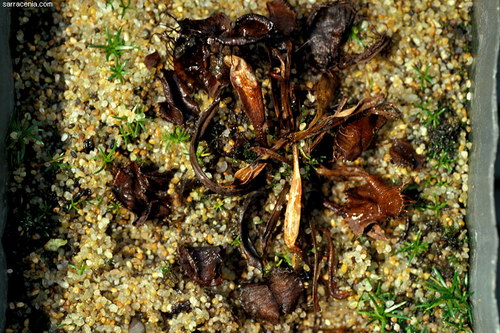 �������� ��� :: �������� ������ Dionaea muscipula ���� 12