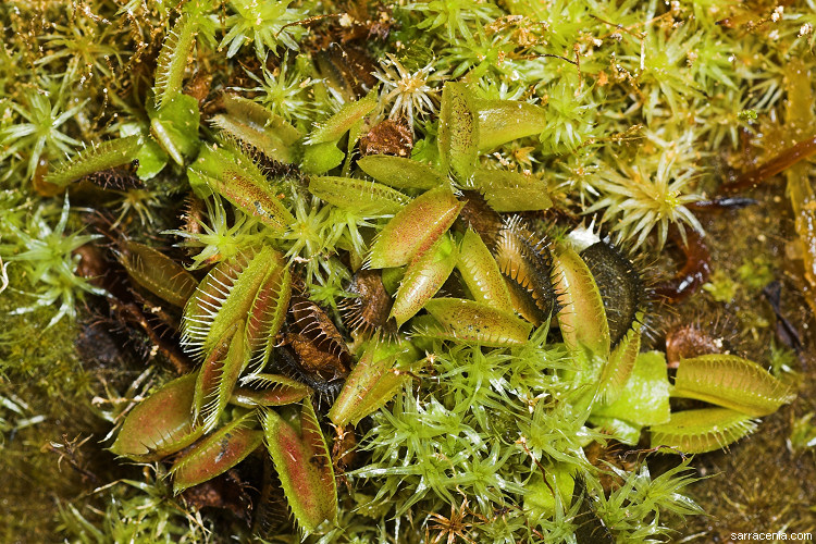 �������� ��� :: �������� ������ Dionaea muscipula :: ���������� 1