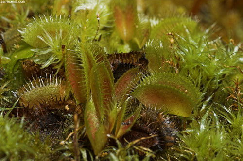 �������� ��� :: �������� ������ Dionaea muscipula ���� 14