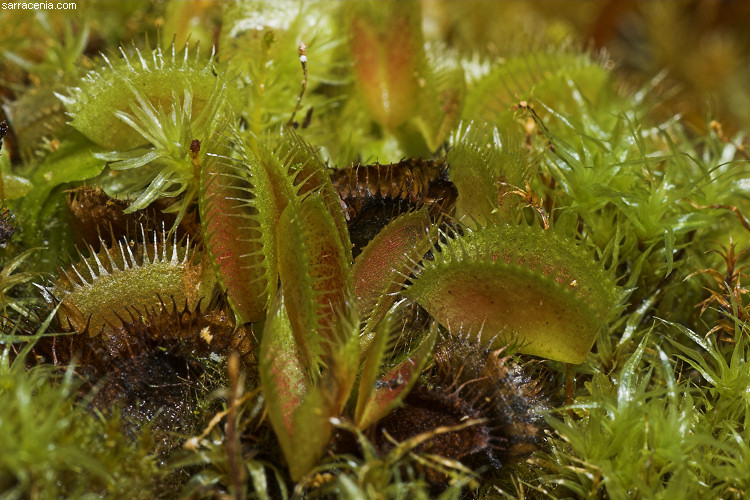 �������� ��� :: �������� ������ Dionaea muscipula :: ���������� 1