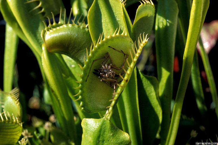 �������� ��� :: �������� ������ Dionaea muscipula :: ���������� 1