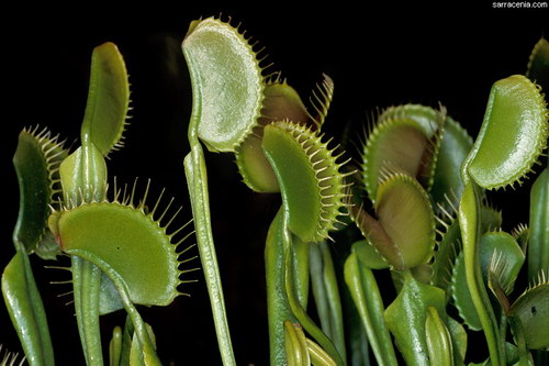 �������� ��� :: �������� ������ Dionaea muscipula ���� 16