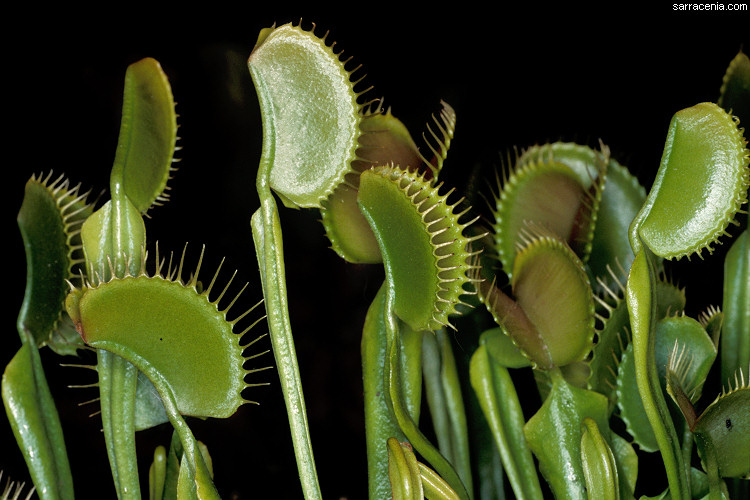 �������� ��� :: �������� ������ Dionaea muscipula :: ���������� 1