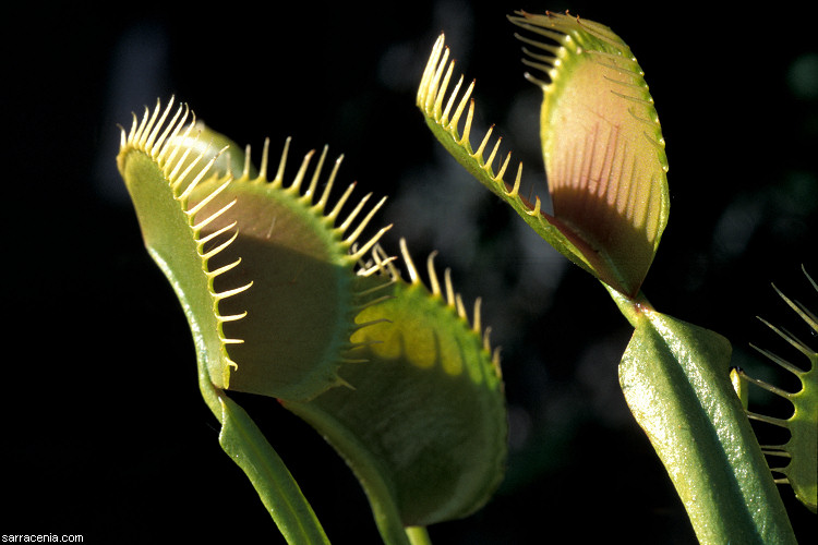 �������� ��� :: �������� ������ Dionaea muscipula :: ���������� 1