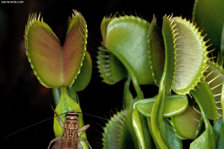 �������� ��� :: �������� ������ Dionaea muscipula :: ���������� 1