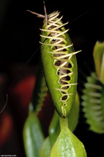 �������� ��� :: �������� ������ Dionaea muscipula ���� 19