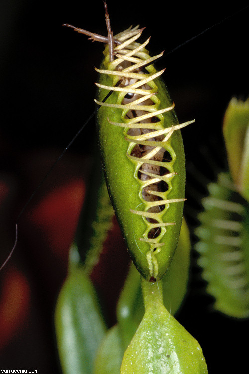�������� ��� :: �������� ������ Dionaea muscipula :: ���������� 1