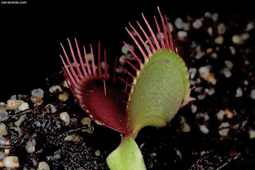 �������� ��� :: �������� ������ Dionaea muscipula ���� 20