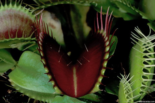 �������� ��� :: �������� ������ Dionaea muscipula ���� 21