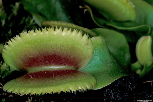 �������� ��� :: �������� ������ Dionaea muscipula ���� 22