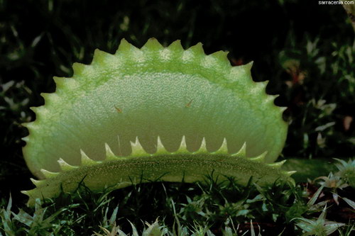 �������� ��� :: �������� ������ Dionaea muscipula ���� 23