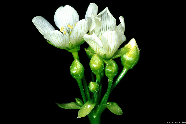 �������� ��� :: �������� ������ Dionaea muscipula :: ���������� 1