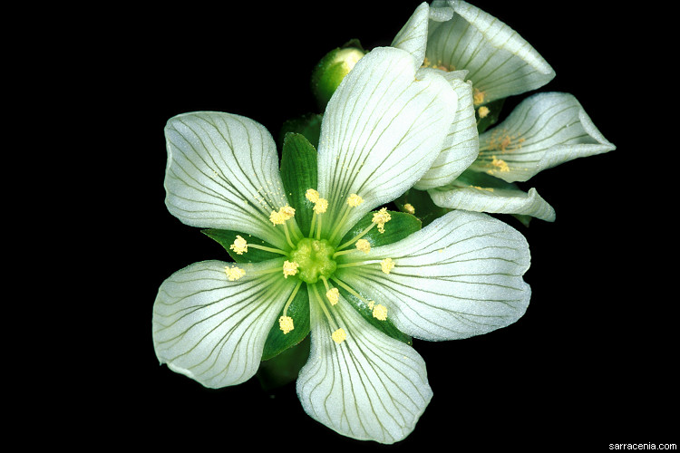 �������� ��� :: �������� ������ Dionaea muscipula :: ���������� 1