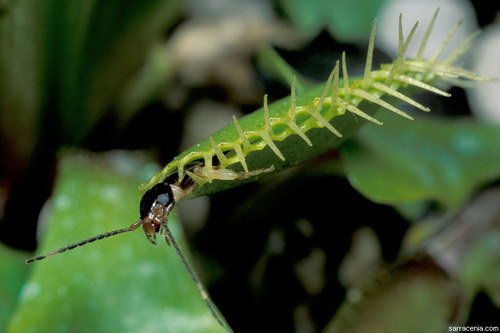 �������� ��� :: �������� ������ Dionaea muscipula ���� 27