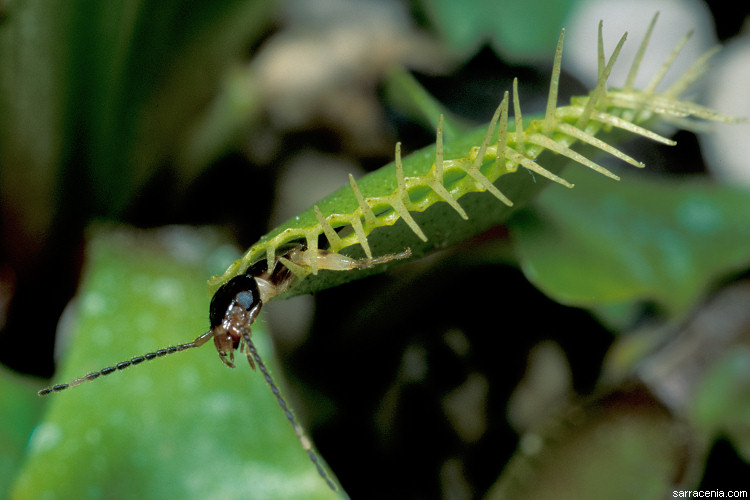 �������� ��� :: �������� ������ Dionaea muscipula :: ���������� 1