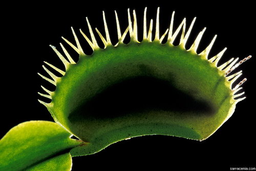 �������� ��� :: �������� ������ Dionaea muscipula ���� 28