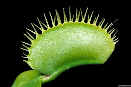 �������� ��� :: �������� ������ Dionaea muscipula ���� 29