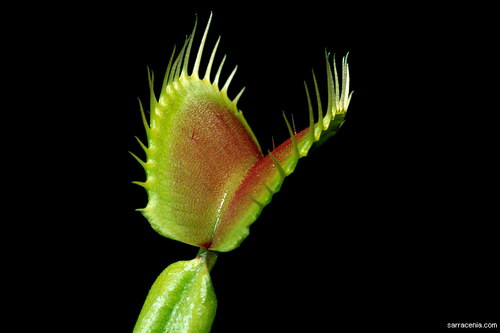 �������� ��� :: �������� ������ Dionaea muscipula ���� 30