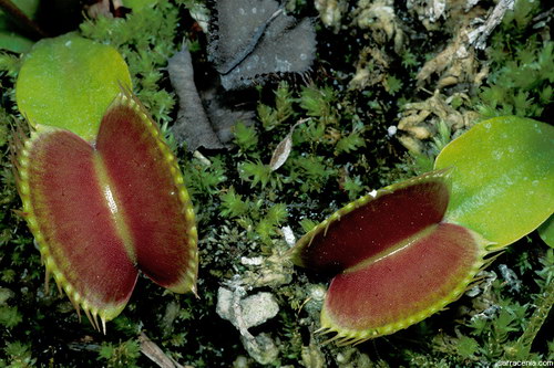 �������� ��� :: �������� ������ Dionaea muscipula ���� 31