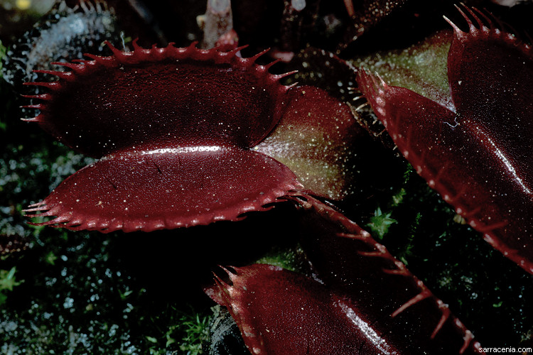 �������� ��� :: �������� ������ Dionaea muscipula :: ���������� 1