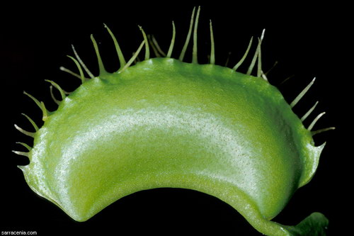 �������� ��� :: �������� ������ Dionaea muscipula ���� 34