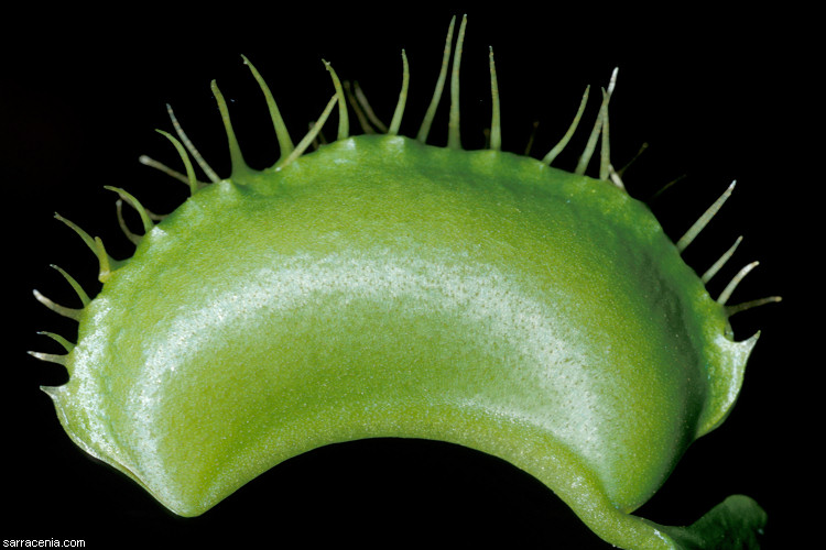 �������� ��� :: �������� ������ Dionaea muscipula :: ���������� 1