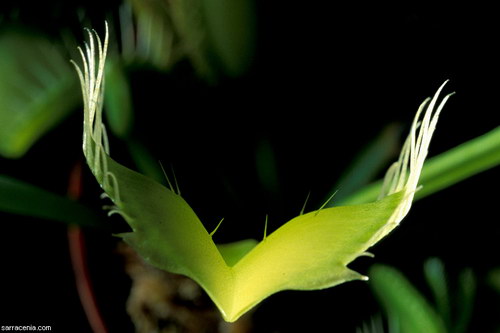 �������� ��� :: �������� ������ Dionaea muscipula ���� 35