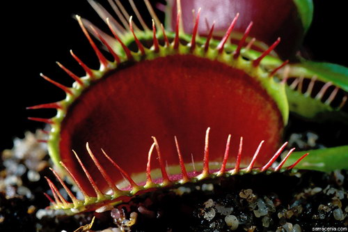 �������� ��� :: �������� ������ Dionaea muscipula ���� 36