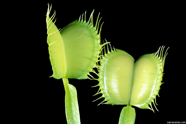 �������� ��� :: �������� ������ Dionaea muscipula :: ���������� 1