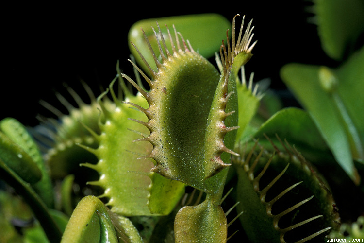 �������� ��� :: �������� ������ Dionaea muscipula :: ���������� 1