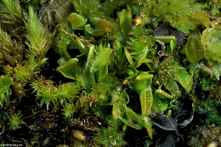 �������� ��� :: �������� ������ Dionaea muscipula :: ���������� 1