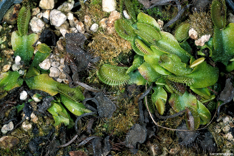 �������� ��� :: �������� ������ Dionaea muscipula :: ���������� 1