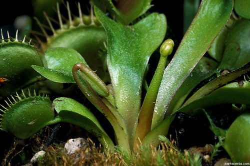 �������� ��� :: �������� ������ Dionaea muscipula ���� 42