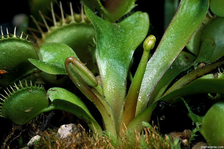 �������� ��� :: �������� ������ Dionaea muscipula :: ���������� 1