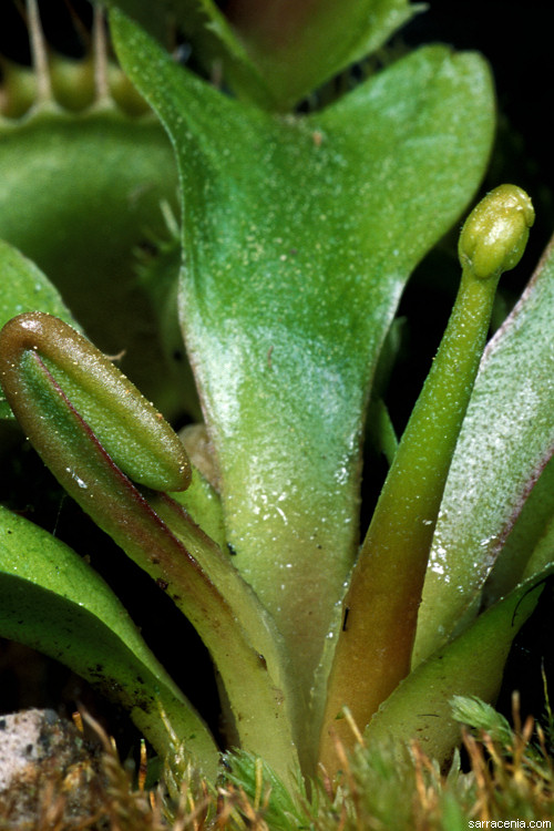 �������� ��� :: �������� ������ Dionaea muscipula :: ���������� 1