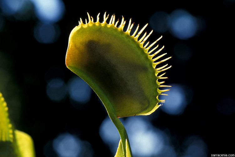 �������� ��� :: �������� ������ Dionaea muscipula :: ���������� 1