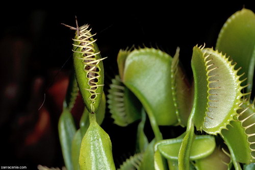 �������� ��� :: �������� ������ Dionaea muscipula ���� 45