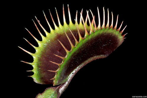 �������� ��� :: �������� ������ Dionaea muscipula ���� 46