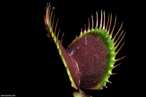 �������� ��� :: �������� ������ Dionaea muscipula ���� 47