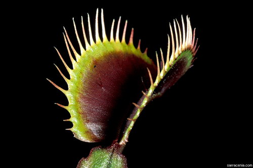 �������� ��� :: �������� ������ Dionaea muscipula ���� 48