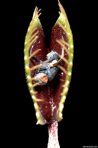 �������� ��� :: �������� ������ Dionaea muscipula ���� 49