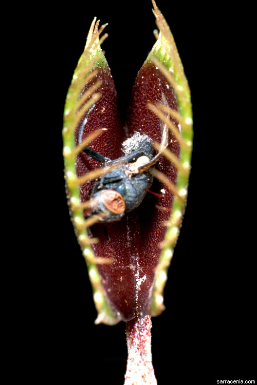 �������� ��� :: �������� ������ Dionaea muscipula :: ���������� 1