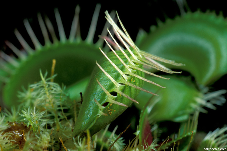 �������� ��� :: �������� ������ Dionaea muscipula :: ���������� 1