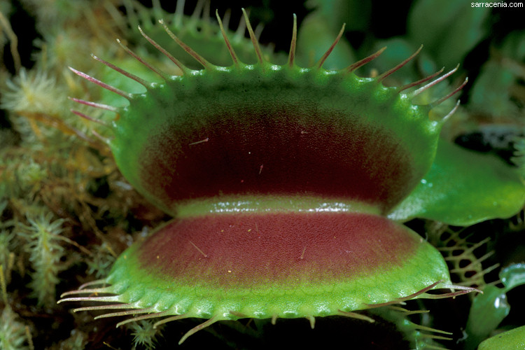 �������� ��� :: �������� ������ Dionaea muscipula :: ���������� 1