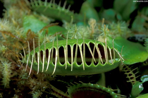 �������� ��� :: �������� ������ Dionaea muscipula ���� 52