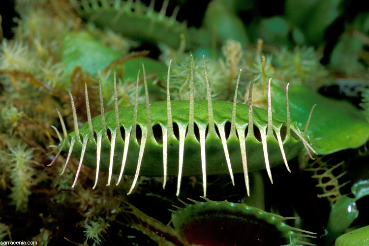 �������� ��� :: �������� ������ Dionaea muscipula :: ���������� 1