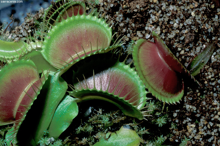 �������� ��� :: �������� ������ Dionaea muscipula :: ���������� 1