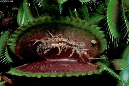 �������� ��� :: �������� ������ Dionaea muscipula ���� 55