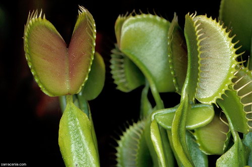 �������� ��� :: �������� ������ Dionaea muscipula ���� 56